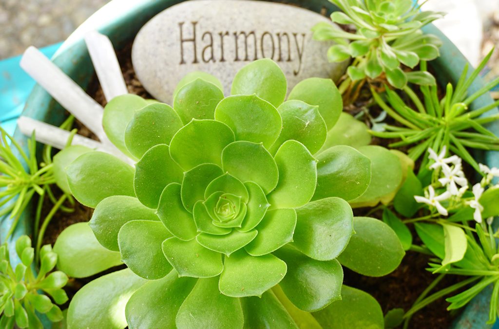 harmony stone and succulents | Lemongrass Aveda Salon and Spa encinitas