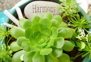harmony stone and succulents | Lemongrass Aveda Salon and Spa encinitas