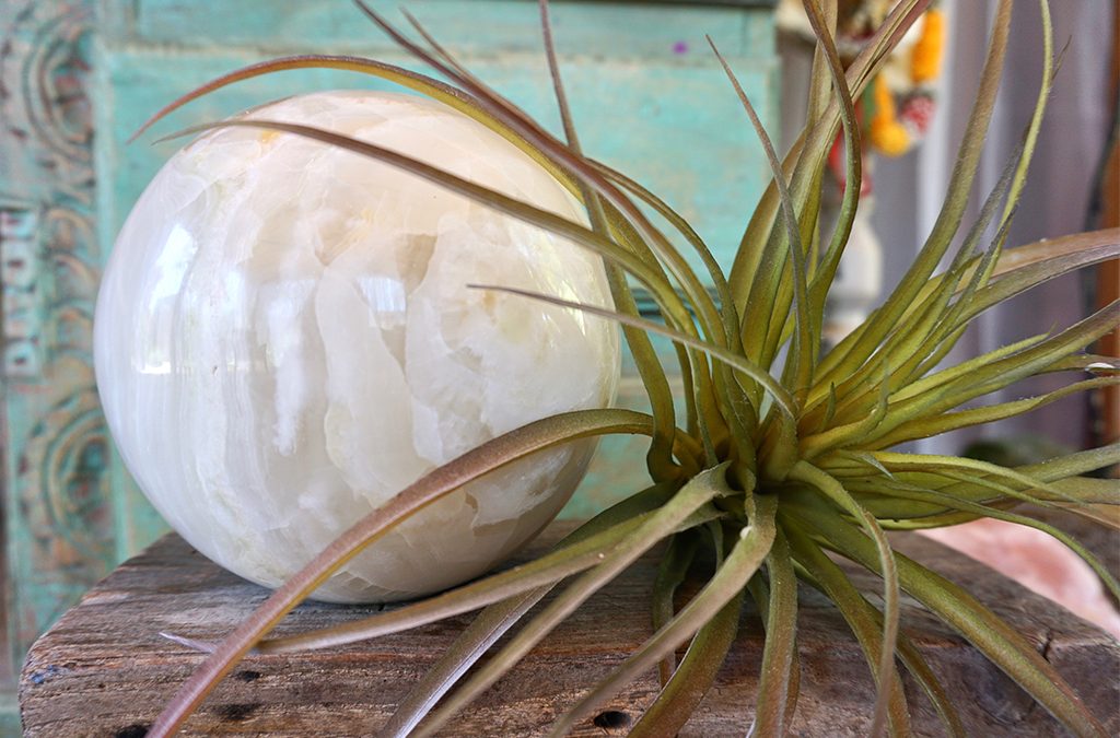 white onyx gemstone sphere with succulent | Lemongrass Aveda Salon and Spa
