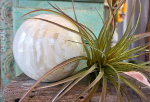 white onyx gemstone sphere with succulent | Lemongrass Aveda Salon and Spa