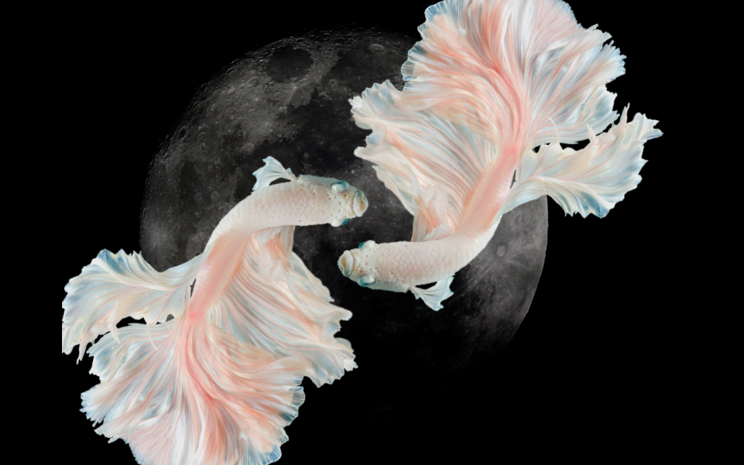 Astrological Wisdom | New Moon in Pisces